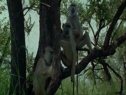 MS low angle view of three baboons in a tree, sitting, Tanzania Stock Footage