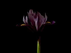 T/L purple iris flower blooms from tight bud, then dies, black background Stock Footage