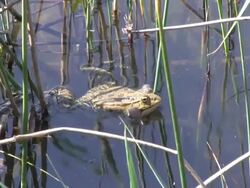 Froggy songs Stock Footage
