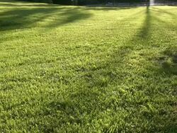 HD: grass with shade Stock Footage