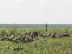 Spotted hyena (Crocuta crocuta) and White-backed Vultures (Gyps africanus) around kill, Garamba NP, Congo Stock Footage