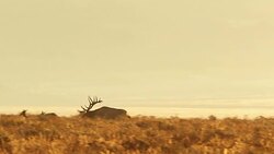 WS/SLOMO  shot of large bull elk (Cervus canadensis) chasing cow elk during the fall rut Stock Footage
