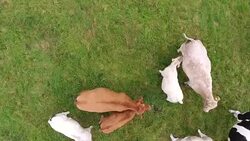 Aerial view of cows directly below Stock Footage