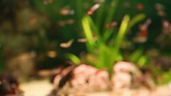 Aquarium full of colorfull fish Stock Footage