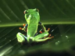 Medium Shot Rear Angle Slow Motion - Red eyed tree frog on leaf jumps up and out of the frame / Costa Rica Stock Footage