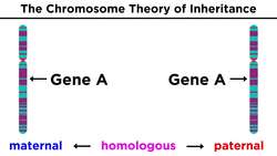 Chromosome Structure and Organization Instructional Video