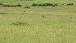 Lioness Hunting / Preying at wild Stock Footage