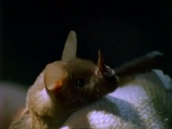 Bat, CU bat on cloth in scientist's hand.  Panama. Stock Footage