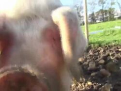 Pigs Feeding in Their Pen News Clip