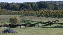 VOICED : A French touch for Virginia vineyards News Clip