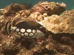 Baby Green Turtle swim crossing the reef. Stock Footage