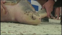 NEW Sea turtle washed ashore in Europe returns to Gulf of Mexico Instructional Video