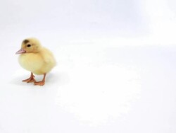Two ducklings Stock Footage