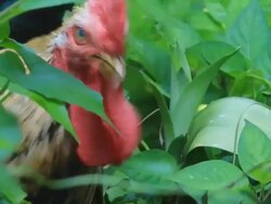 Closeup of chicken head Stock Footage