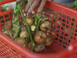 SLOW MOTION: Organic Onions Stock Footage