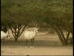 Arabian Oryx, Oryx leucoryx, group walking past, MS, Negev Desert, Israel Stock Footage
