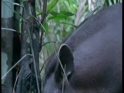 CU Tapir eating leaves, South America Stock Footage