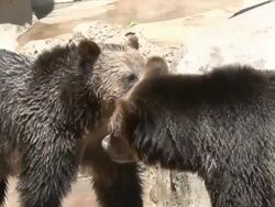 Grizzly bears wrestling Stock Footage