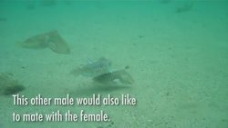 DUKING IT OUT: SCIENTISTS CAPTURE MATING BATTLE BETWEEN WILD CUTTLEFISH Instructional Video