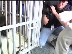 A California sea lion that was shot in the face underwent plastic surgery to fix his damaged muzzle. Veterinarians and a plastic surgeon operated on the 650-pound animal known as Sgt. Nevis. News Clip