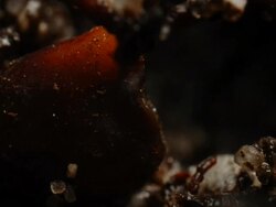 T/L Gorse (Ulex sp.) seed germination, BCU take 1, United Kingdom Stock Footage