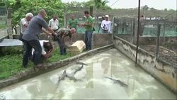 10 rare crocodiles released into reserve Instructional Video