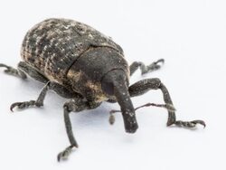 Weevil Beatle Stock Footage