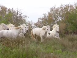 MS TS SLO MO Shot of Camargue Horse Herd galloping through Swamp / Saintes Maries de la Mer, Camargue, France Stock Footage