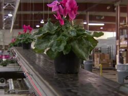 Close up of potted flowers moving along a conveyor belt in a factory area. Stock Footage