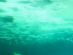 Sea life underwater Stock Footage