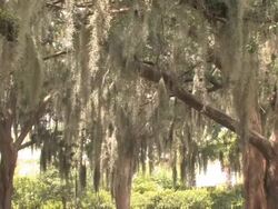 Spanish Moss Stock Footage