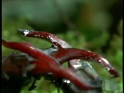 BCU 2 Male Stag Beetles (Lucanus cervus) fighting head to head, England Stock Footage