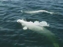 Pod of Beluga (Delphinapterus leucas) swimming together underwater, surfacing, green from plankton (2006). St Lawrence, Canada. Stock Footage