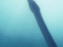 Medium hand-held tilt-down tilt-up - An underwater dinosaur feeds on fish near the water's surface in a computer-generated animation. / Denver, Colorado, USA Stock Footage