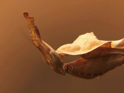 Leaf Mantis tentacles Stock Footage