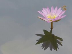 Water lily and dragonfly Stock Footage