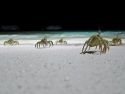 Crabs Race Stock Footage