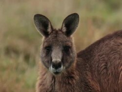 CU Shot of Eastern Grey Kangaroos (Forester Kangaroo), Macropus giganteus / Narawntapu National Park, Tasmania, Australia Stock Footage