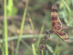 Dragonfly on the grass 6 Stock Footage