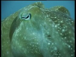 CU Broadclub Cuttlefish, hovering over reef, Mabul, Borneo, Malaysia Stock Footage