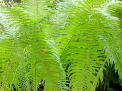 Ferns (HD) Stock Footage