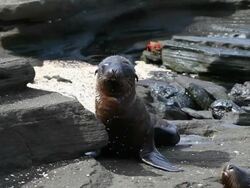 Galapagos Sea Lion pups on the beach HD video. Ecuador Stock Footage