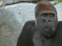 Silver Back Gorilla (Full HD) Stock Footage