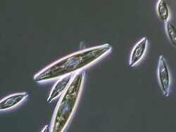 ECU Shot of Diatoms moving slowly forming algal mats (Green Algae) / Newcastle Emlyn, Ceredigion, United Kingdom Stock Footage