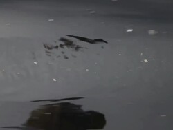 Oyster Farmers Begin To Wind Down Operations After Feds End Nat'l Seashore Lease Stock Footage