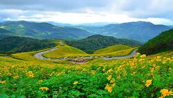 Time-lapse: Yellow Sunflower Meadows on High Mountain in Spring Season Stock Footage
