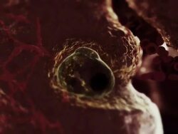 Extreme Close Up hand-held - A brain-eating amoeba burrows into a brain and replicates in a computer-generated animation. Stock Footage