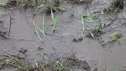 CLEAN : Kenya prepares torch worlds biggest ivory bonfire News Clip