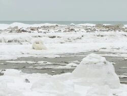 WS SLO MO Two polar bears playing and fighting in frozen landscape / Churchill, Manitoba, Canada Stock Footage