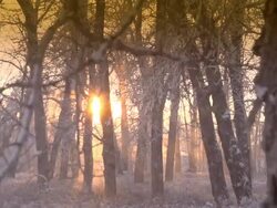 HD SLOW MOTION: Snowfall in the Forest Stock Footage